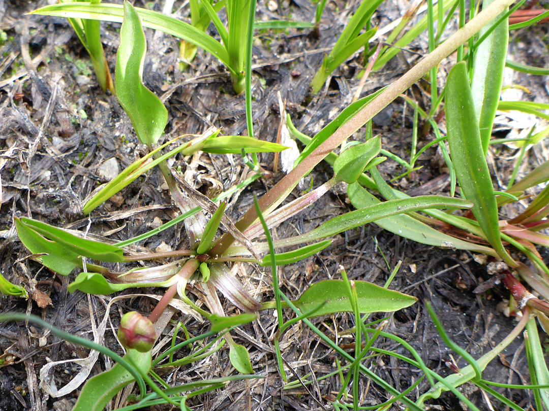 Basal leaves