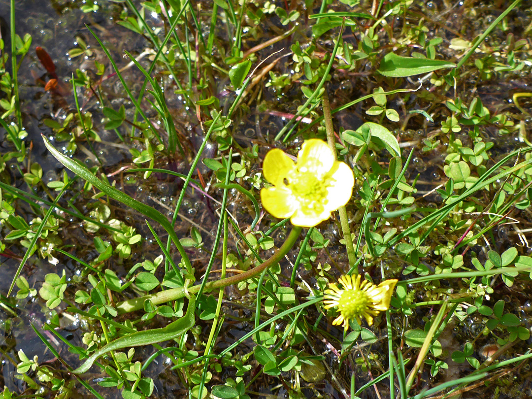 Plant in water