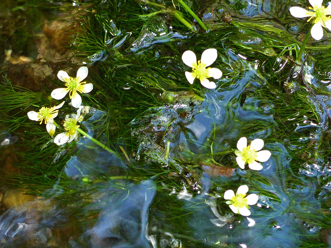 Plants in flowing water