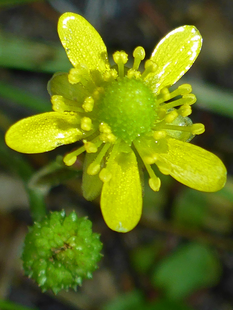 Greenish-yellow flower