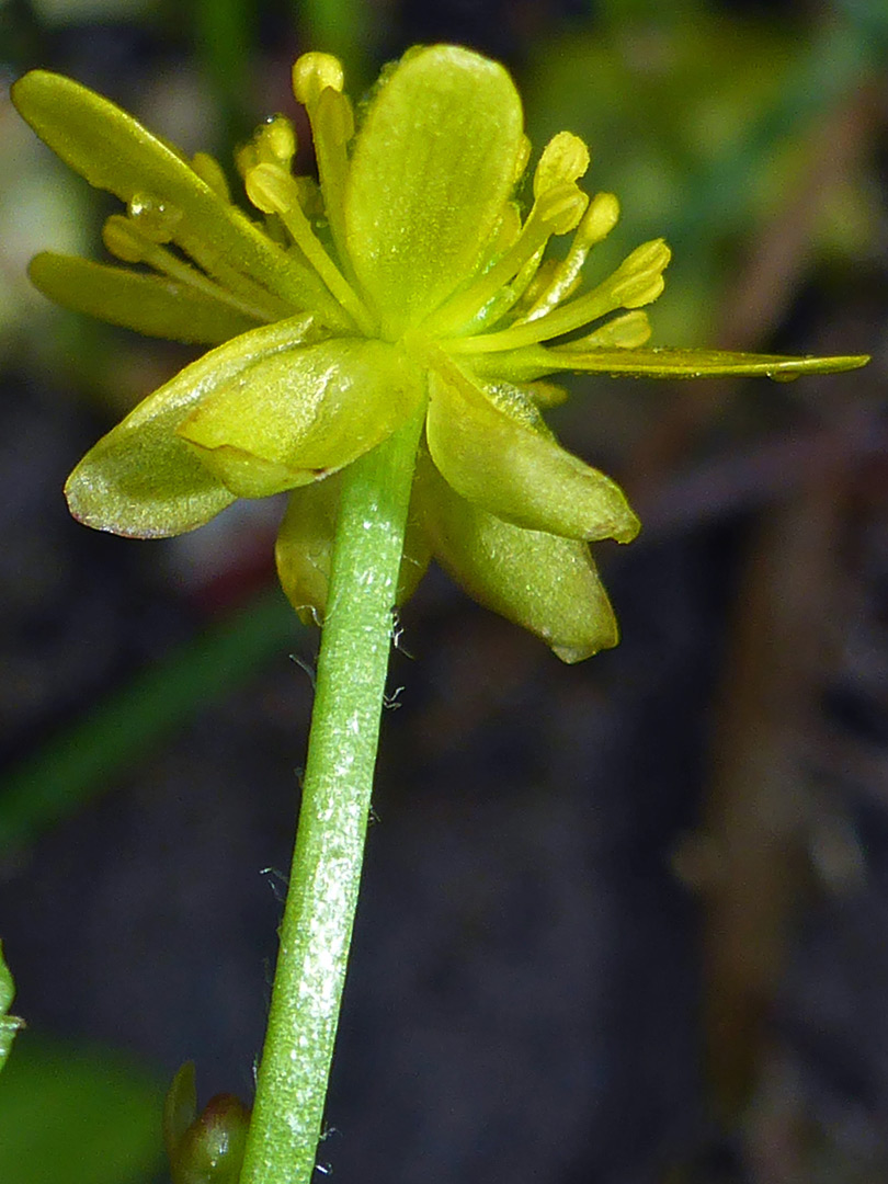 Sparsely hairy stalk