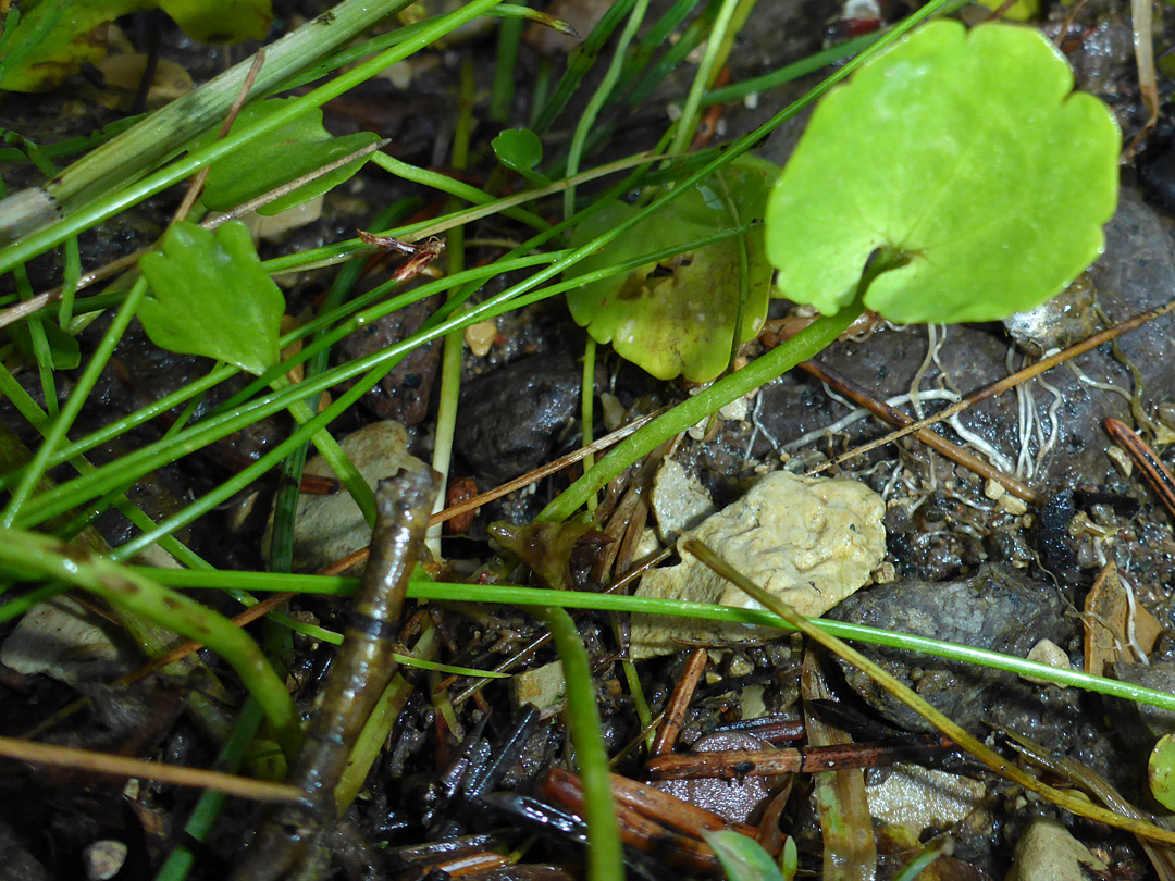 Shallowly-toothed leaves