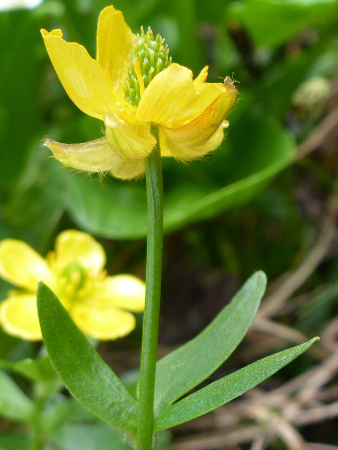 Hairy sepals