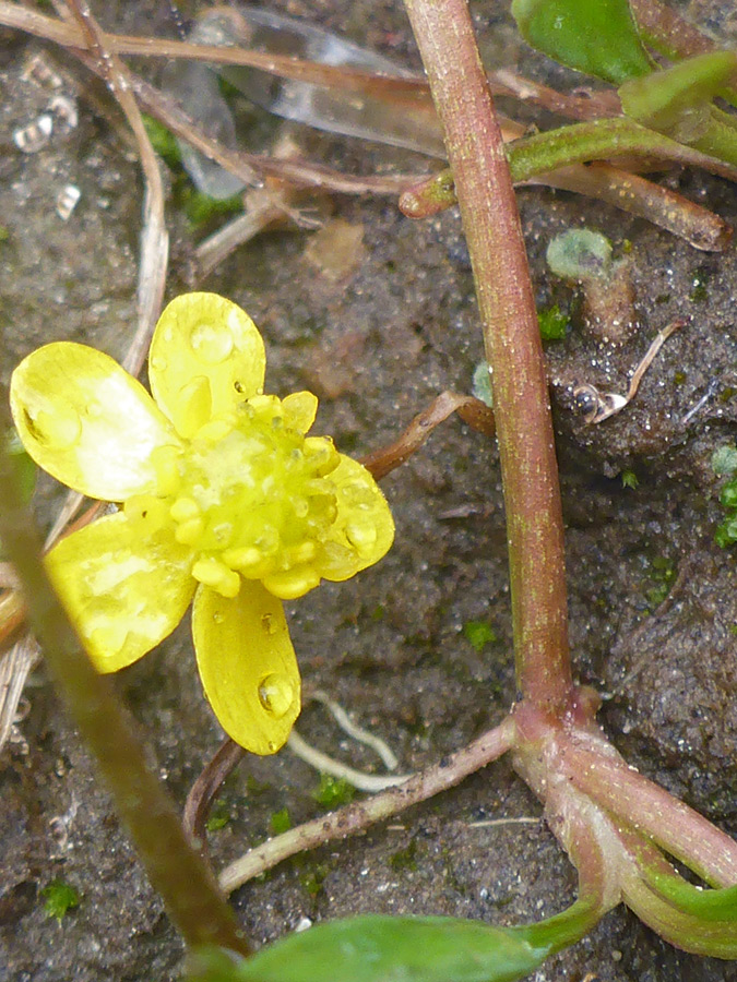 Flower and stem