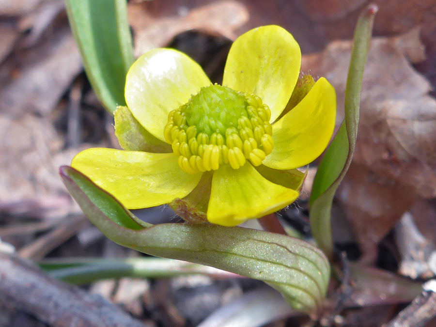 Five yellow petals