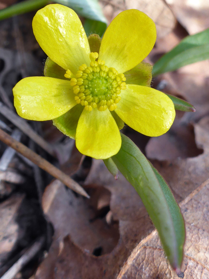 Petals and sepals