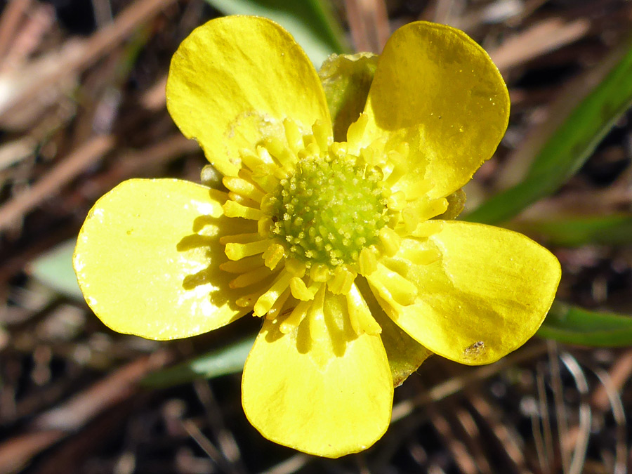 Stamens and pistils