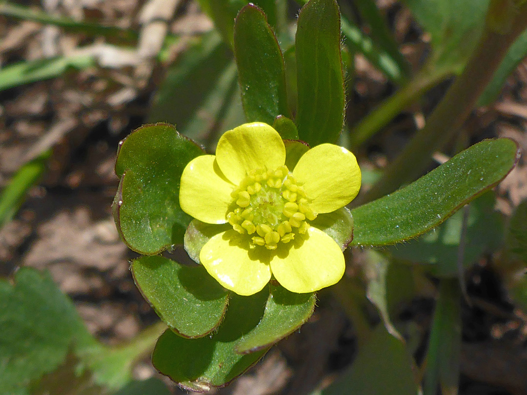 Flower and leaves