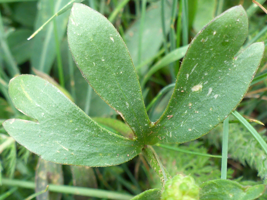 Lobed leaf