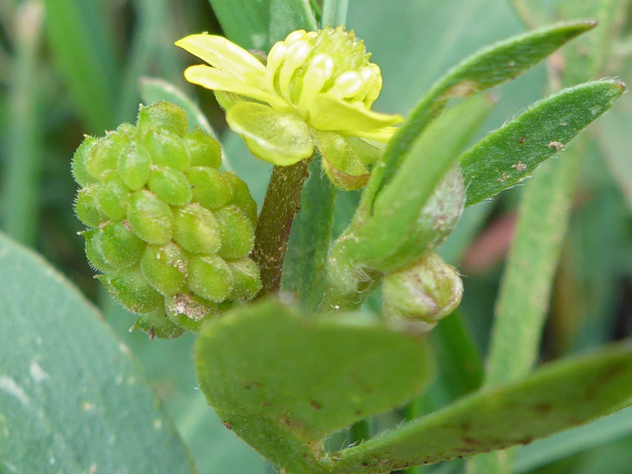 Flower and fruit