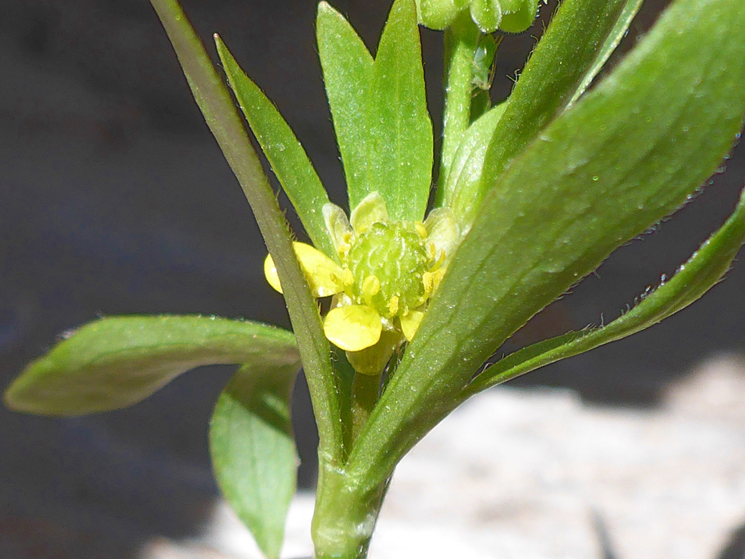 Leaves and flower