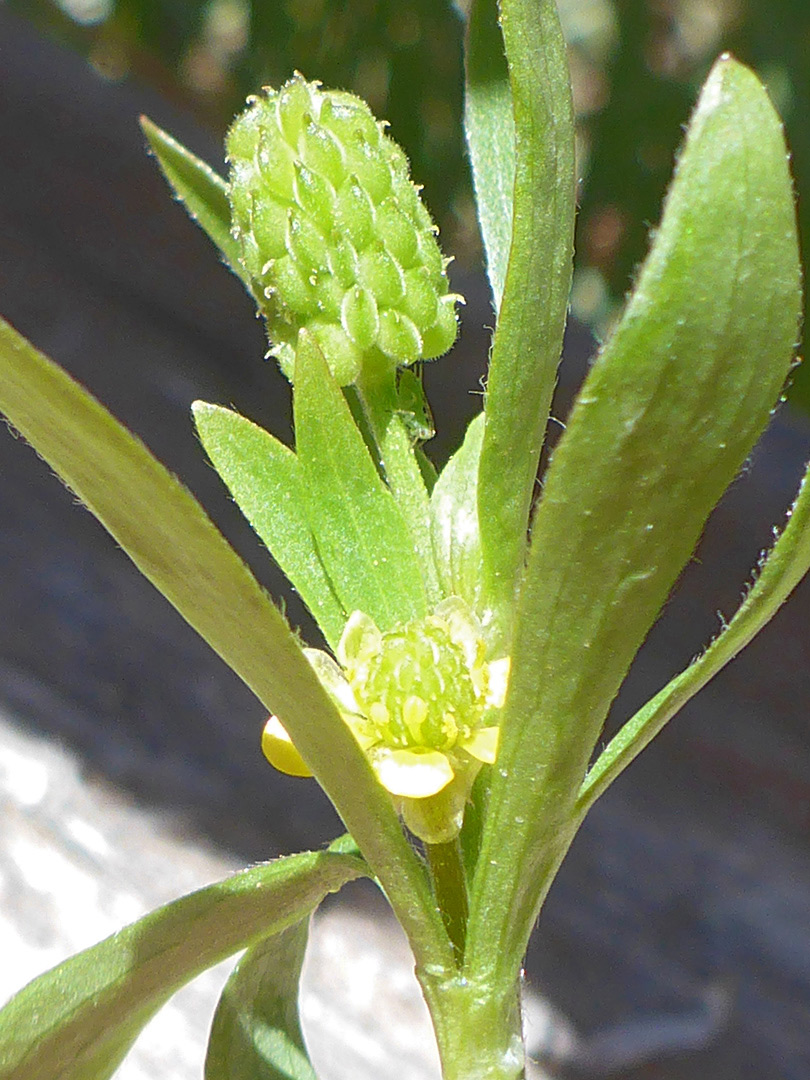 Developing fruit