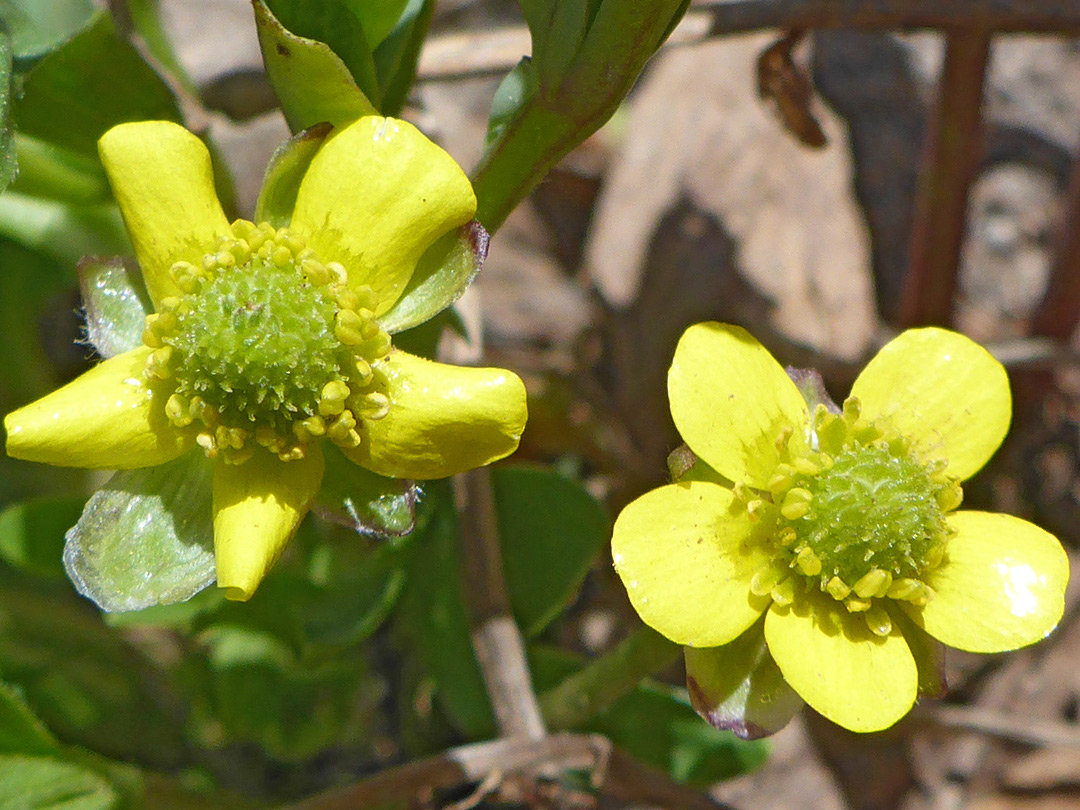 Two flowers