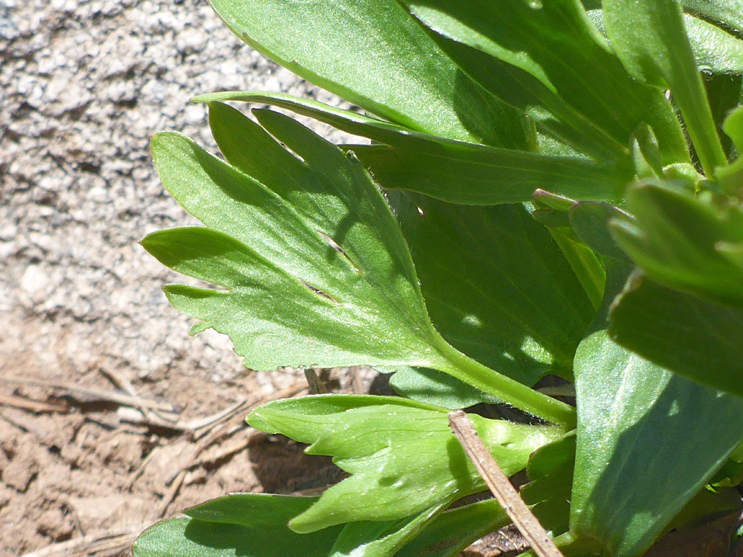 Ciliate leaves