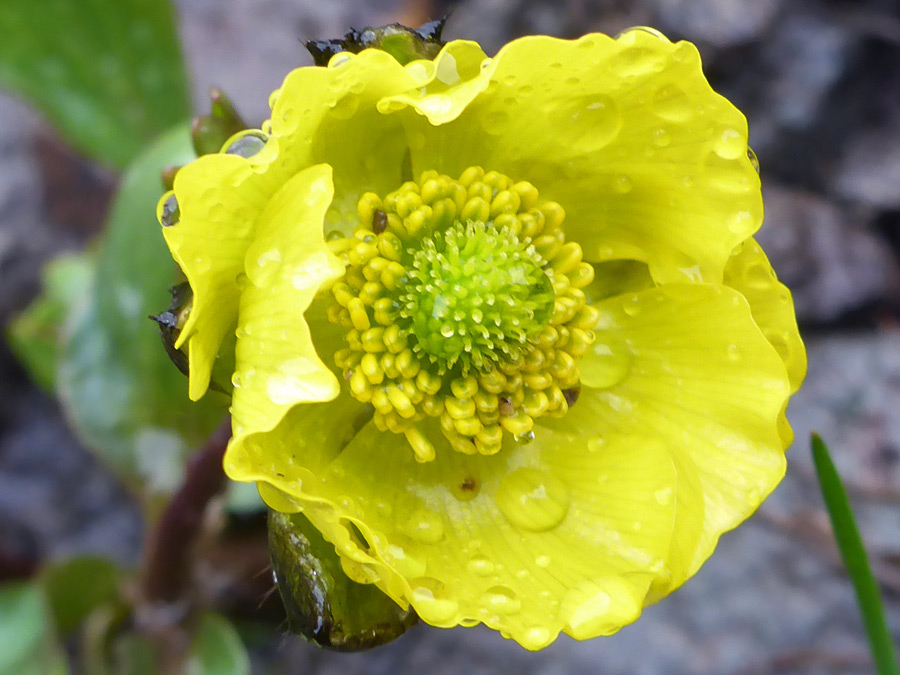 Cup-shaped flower