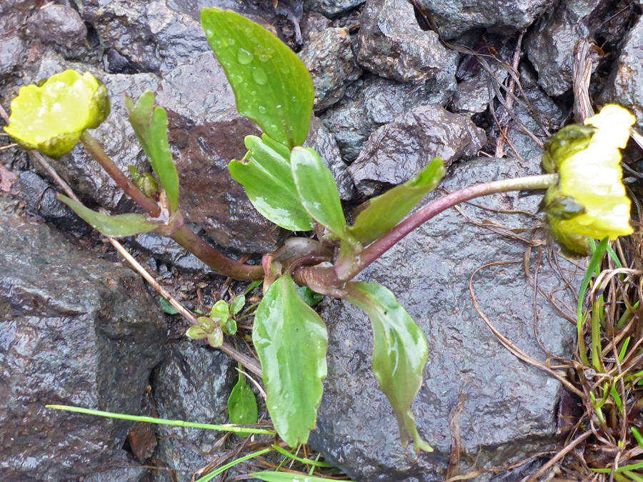 Flowering stems