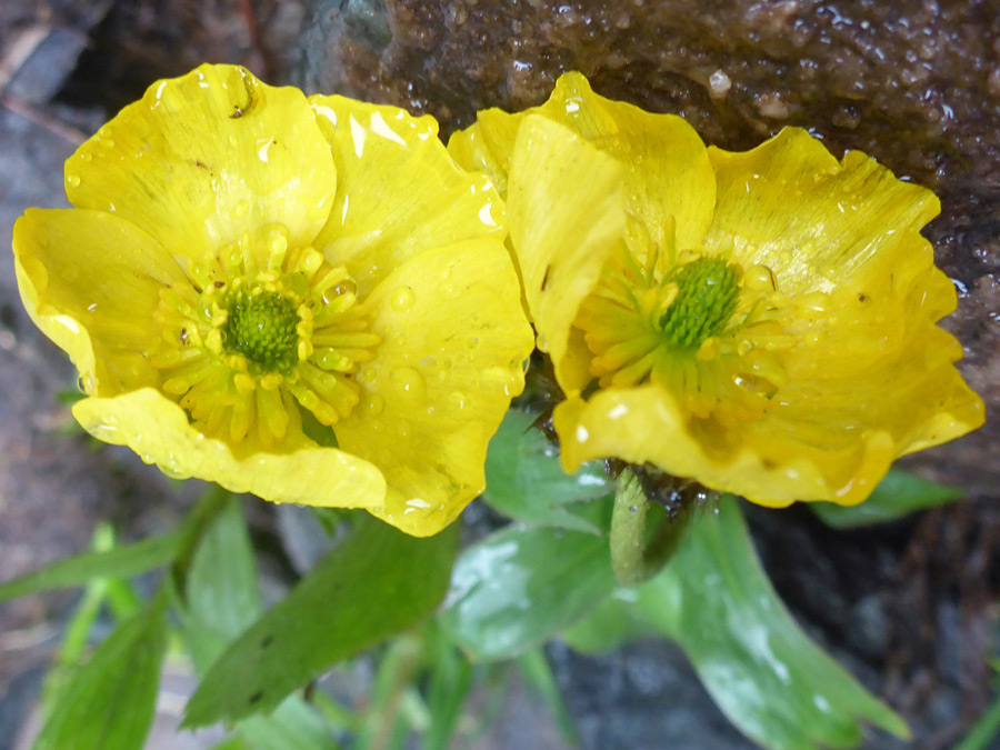 Two yellow flowers