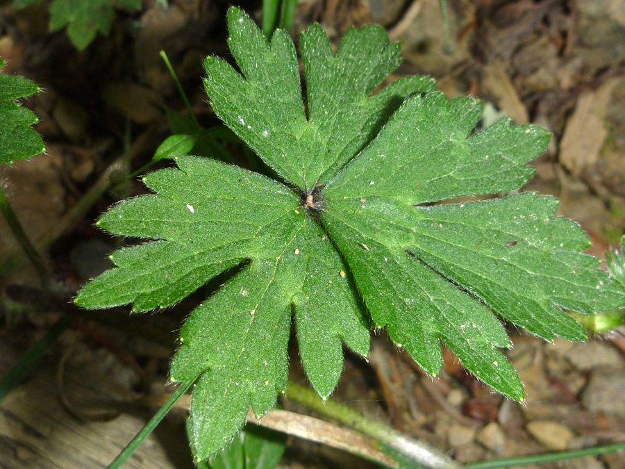 Divided, lobed leaf