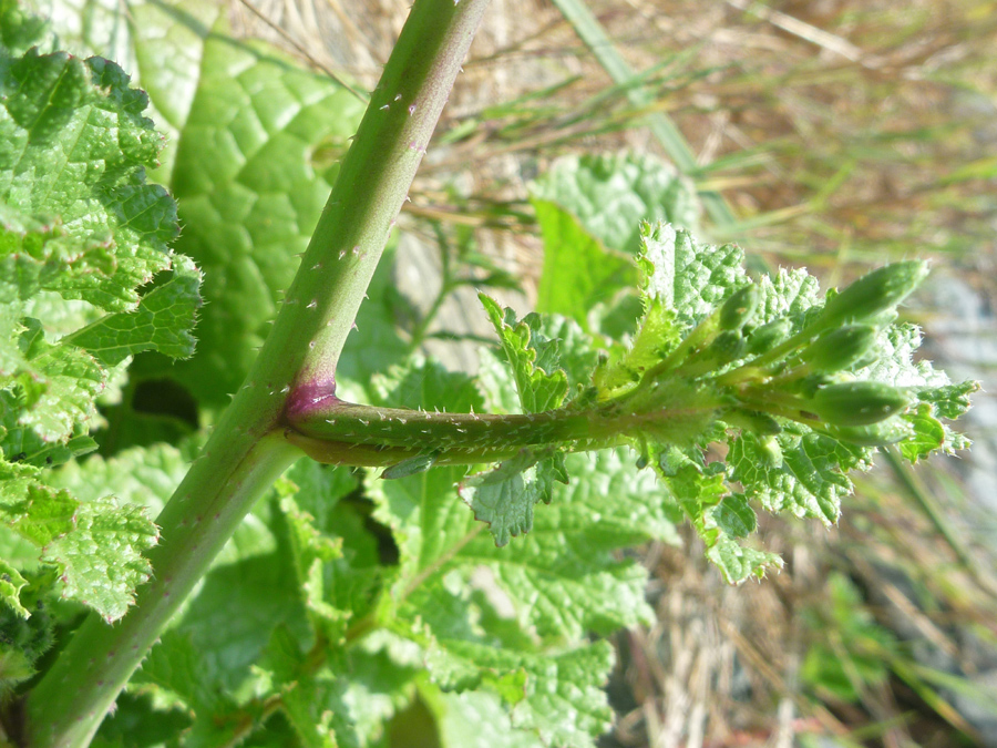 Bristly stem and leaves