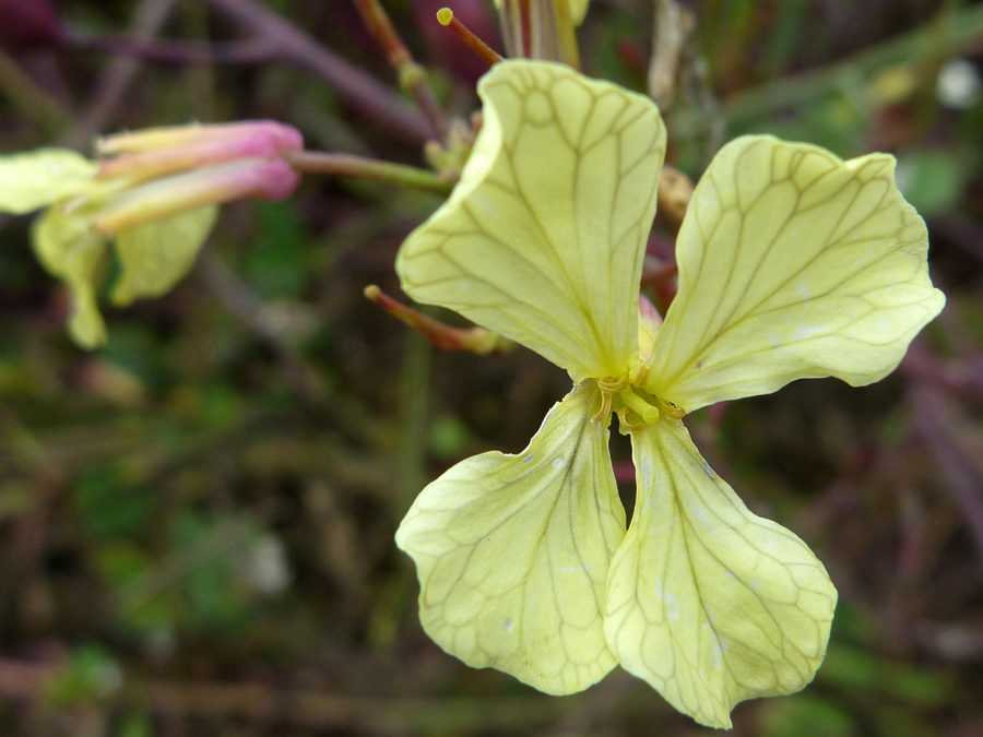 Veined petals