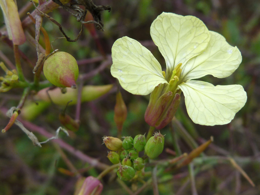 Pale yellow flower