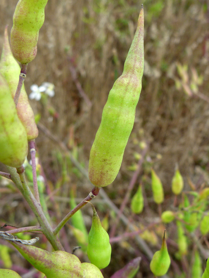 Seed pods