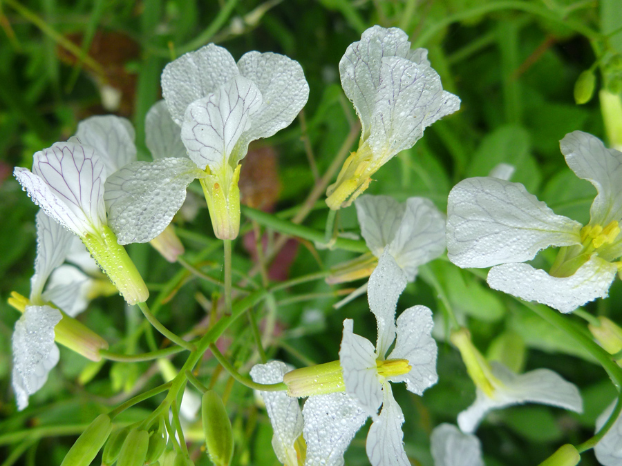 Flower cluster