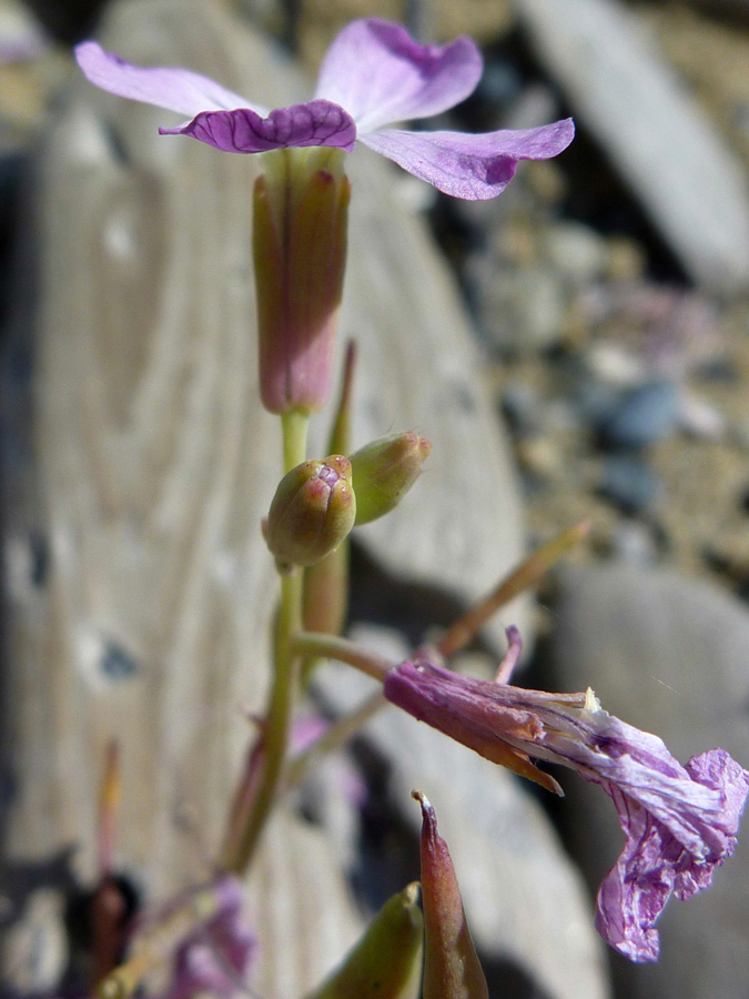 Withering flowers