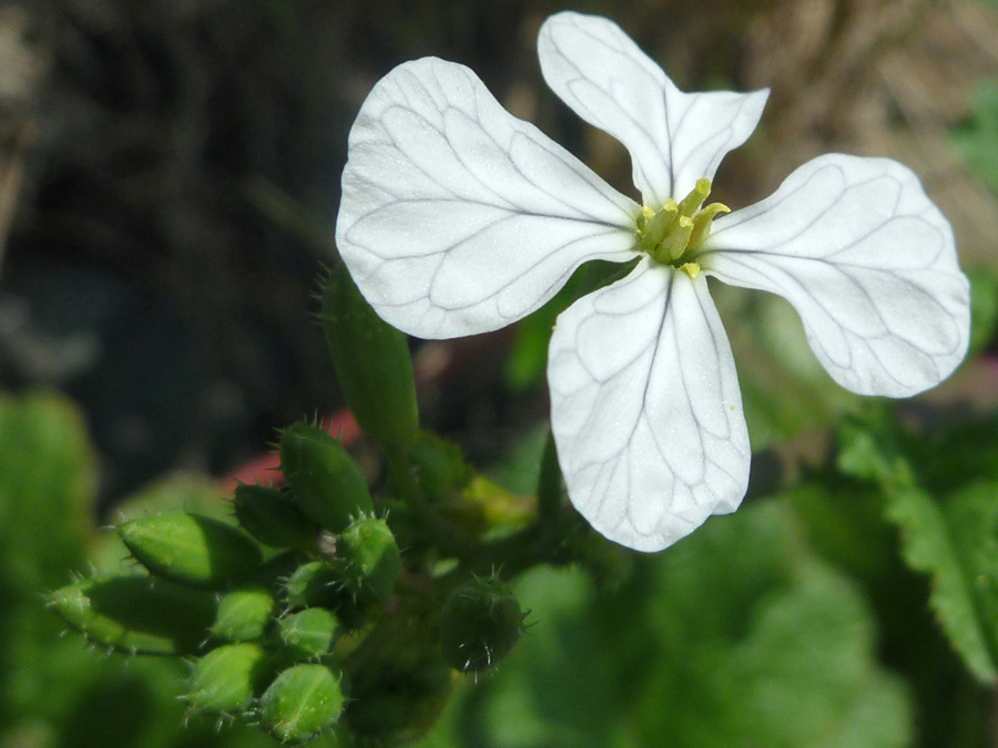 White flower