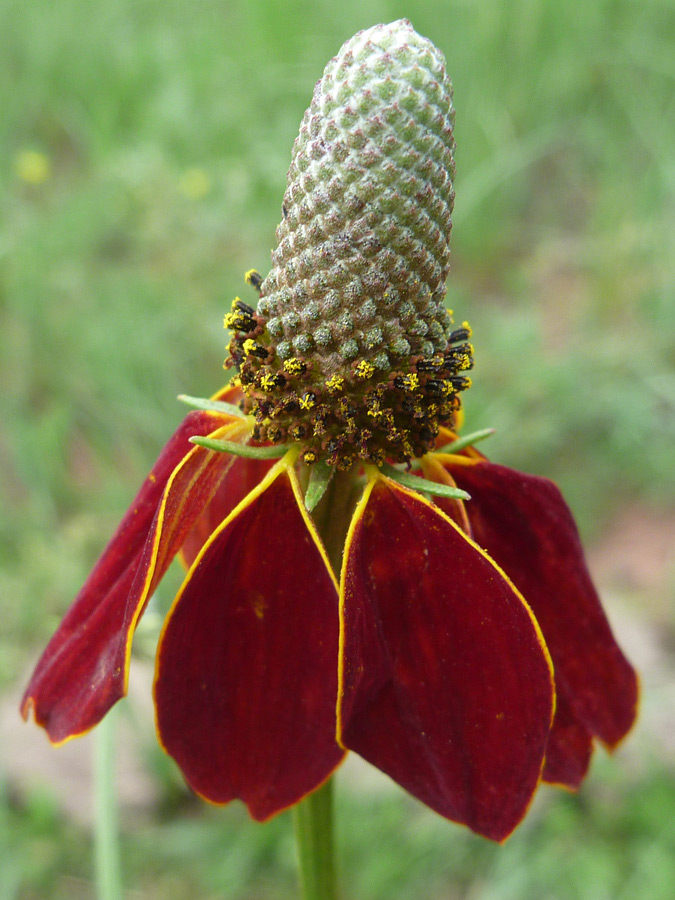 Red petals