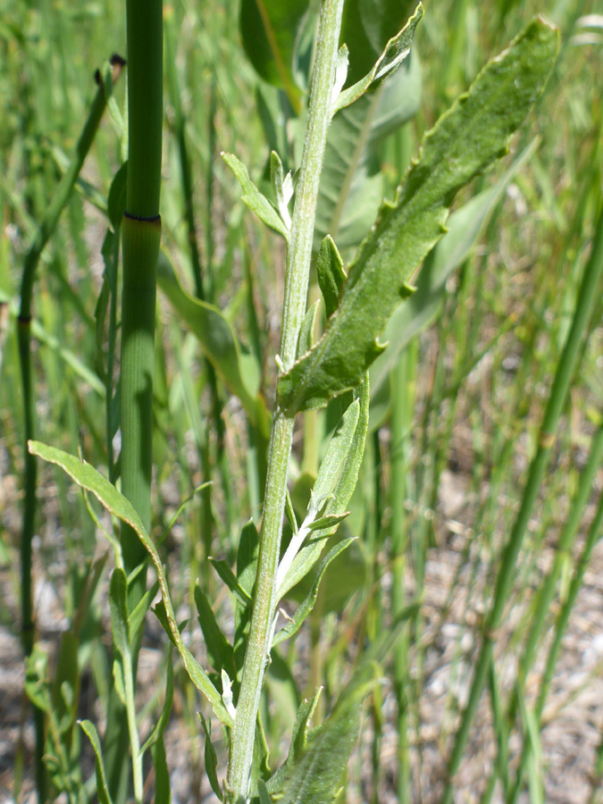 Toothed leaves