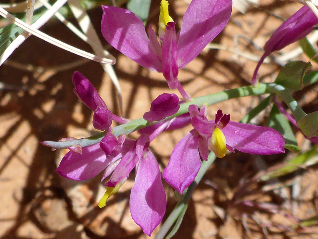 Deep pink petals