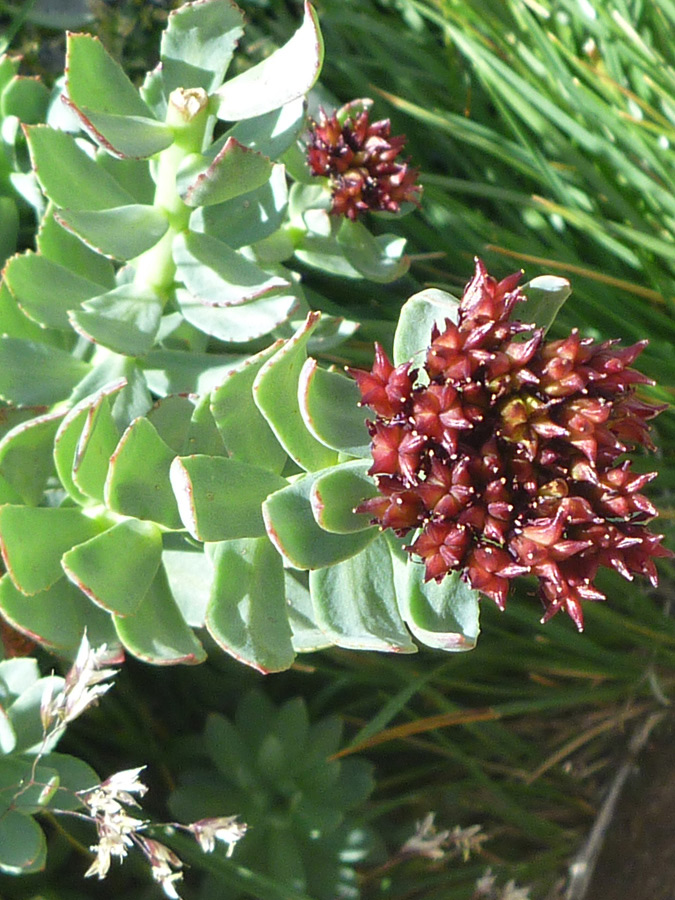 Flowerhead