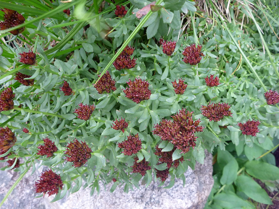 Flowers and leaves