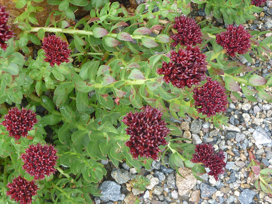 Group of flowers