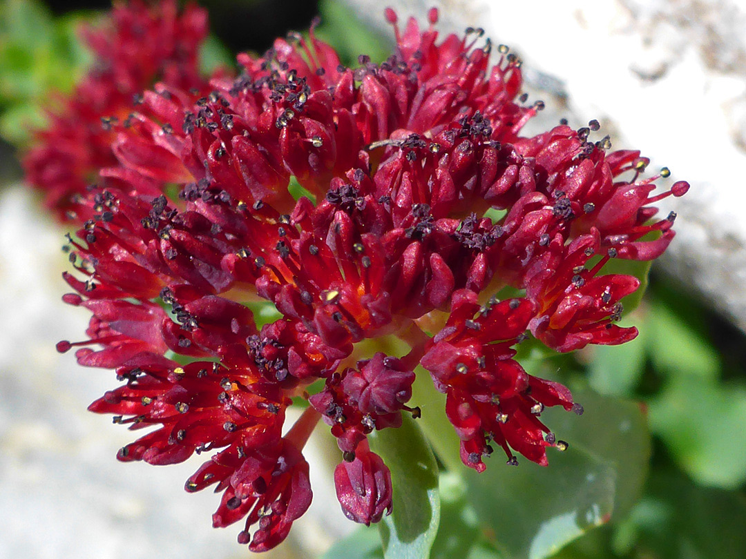 Richly-colored flowers