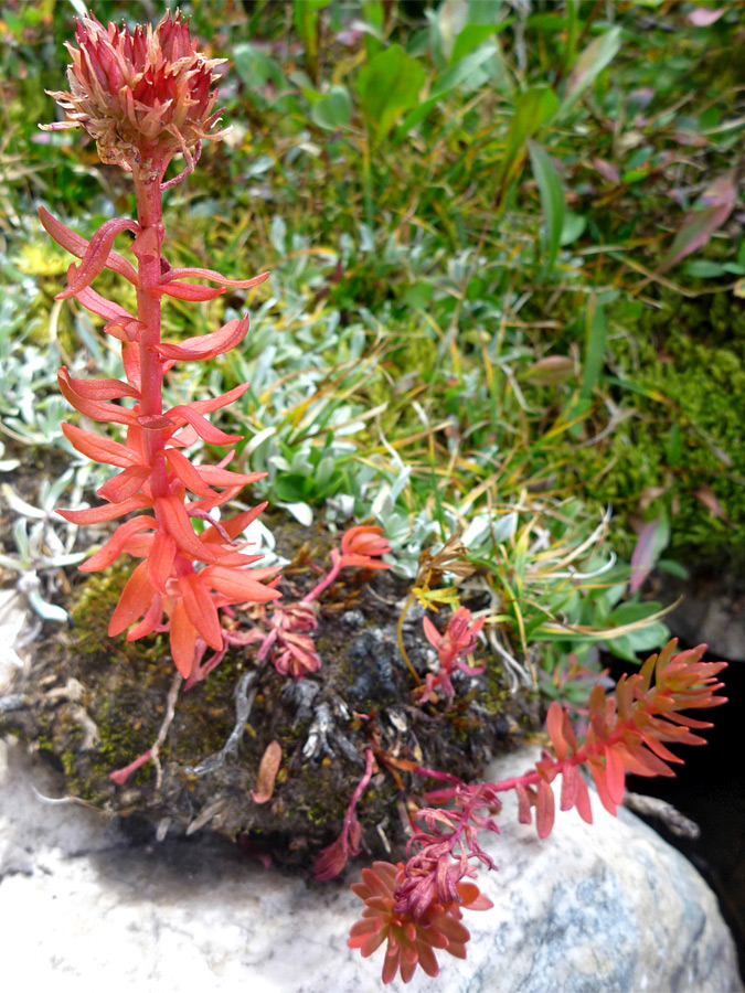 Red flowers and leaves