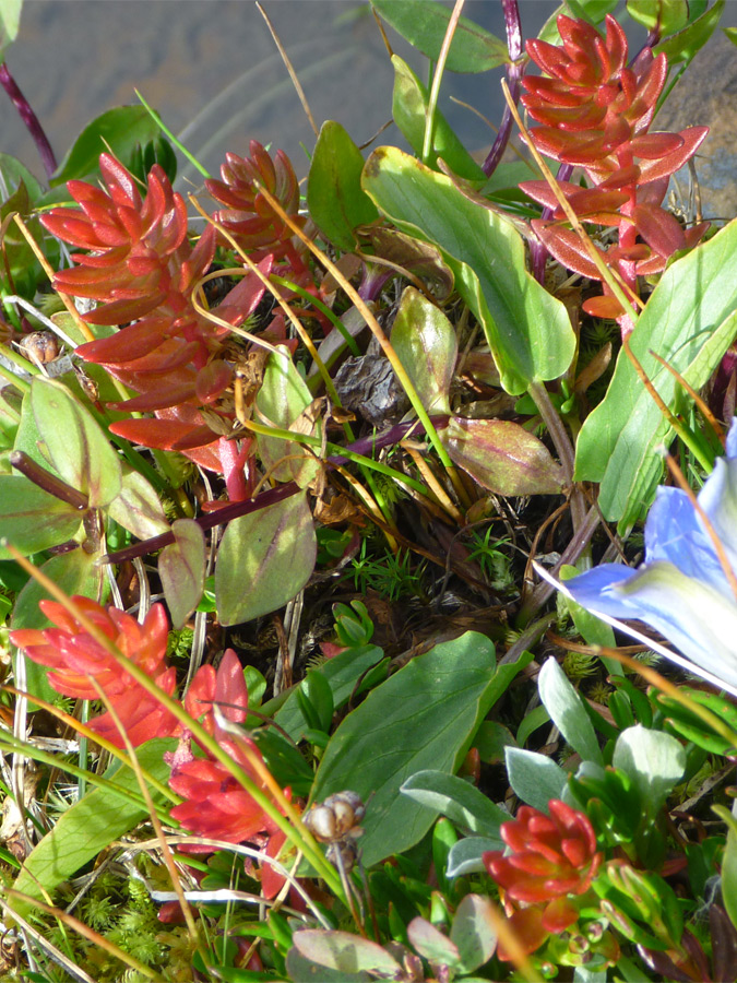 Red leaves