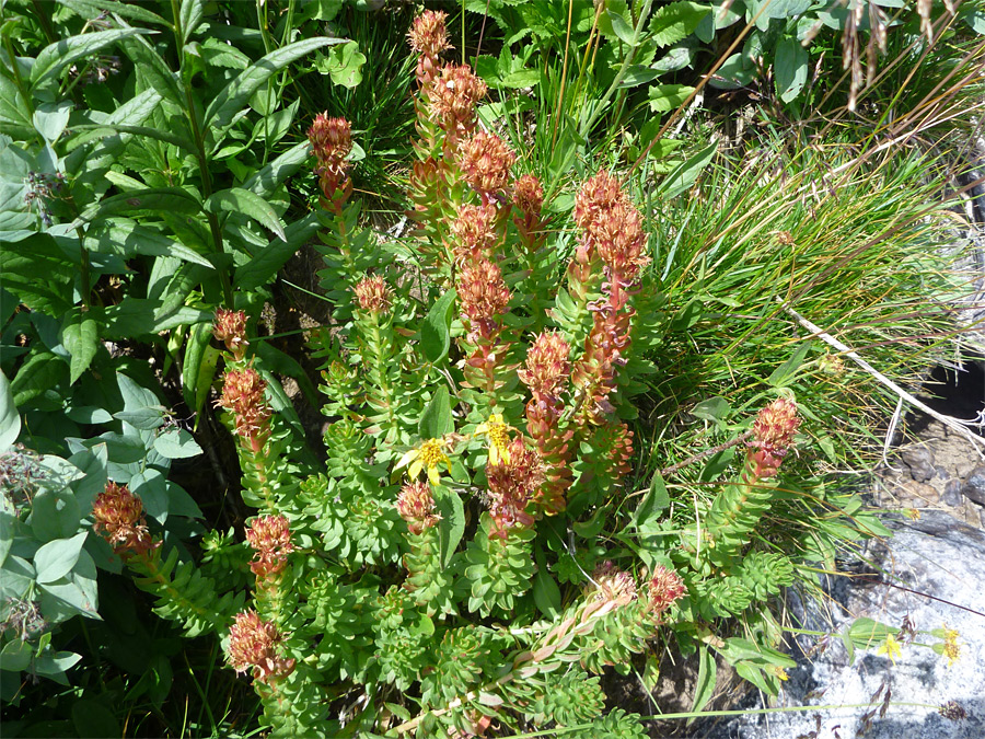 Group of stems