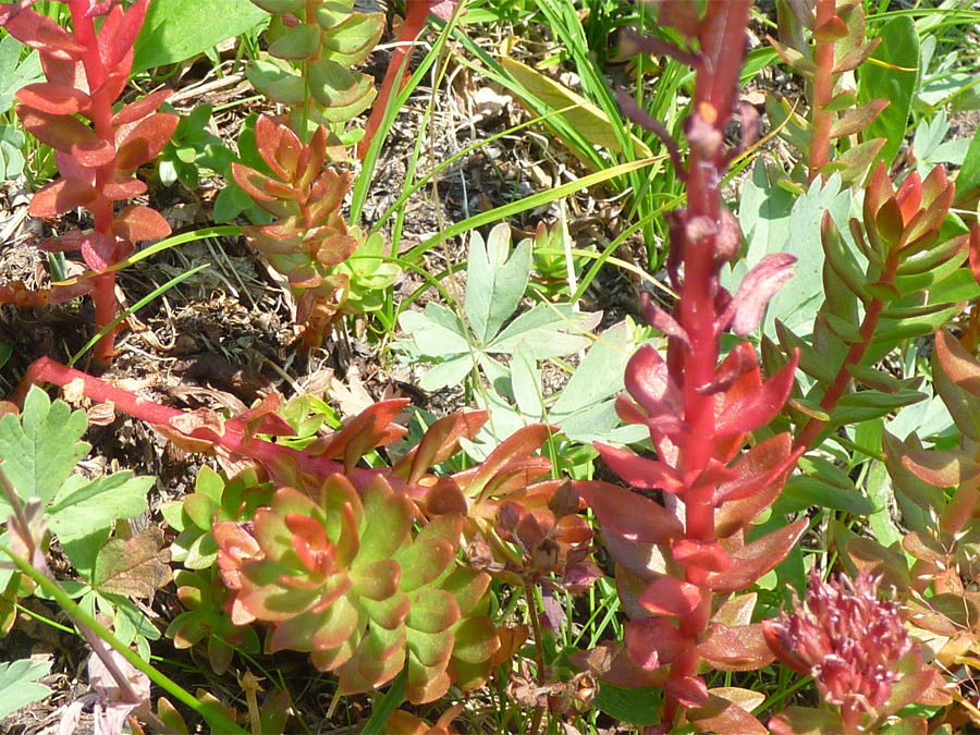 Stems and leaves