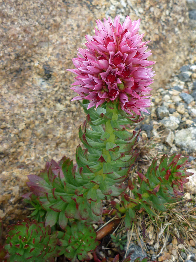 Pink flowers