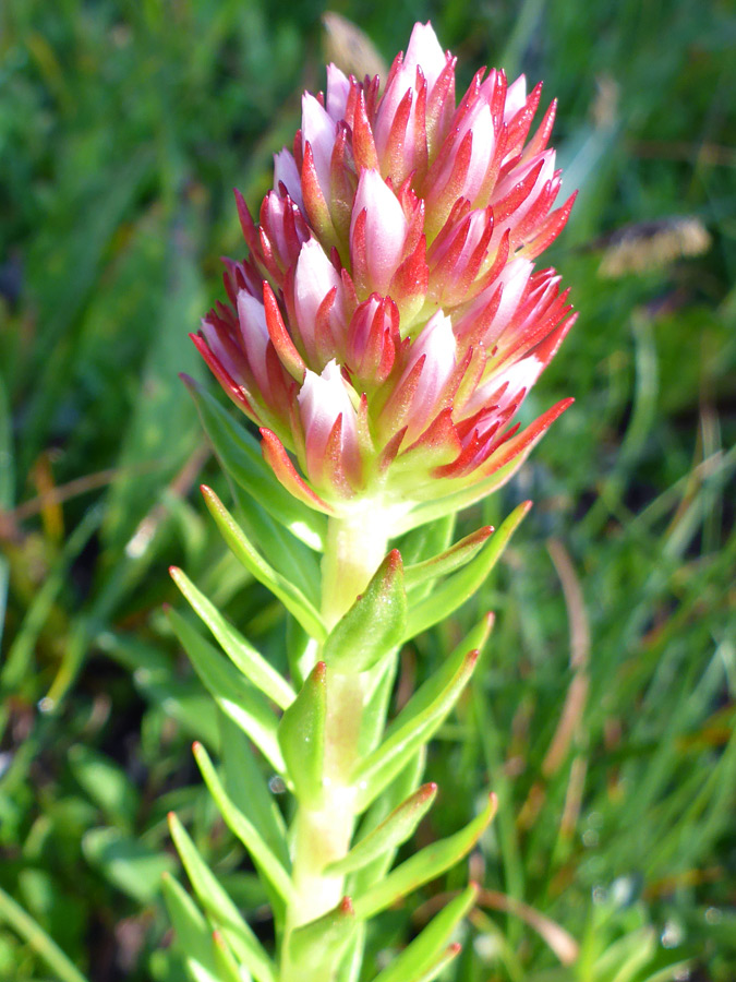 Pink and red flowers