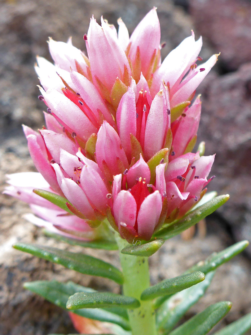 Pale pink flowers