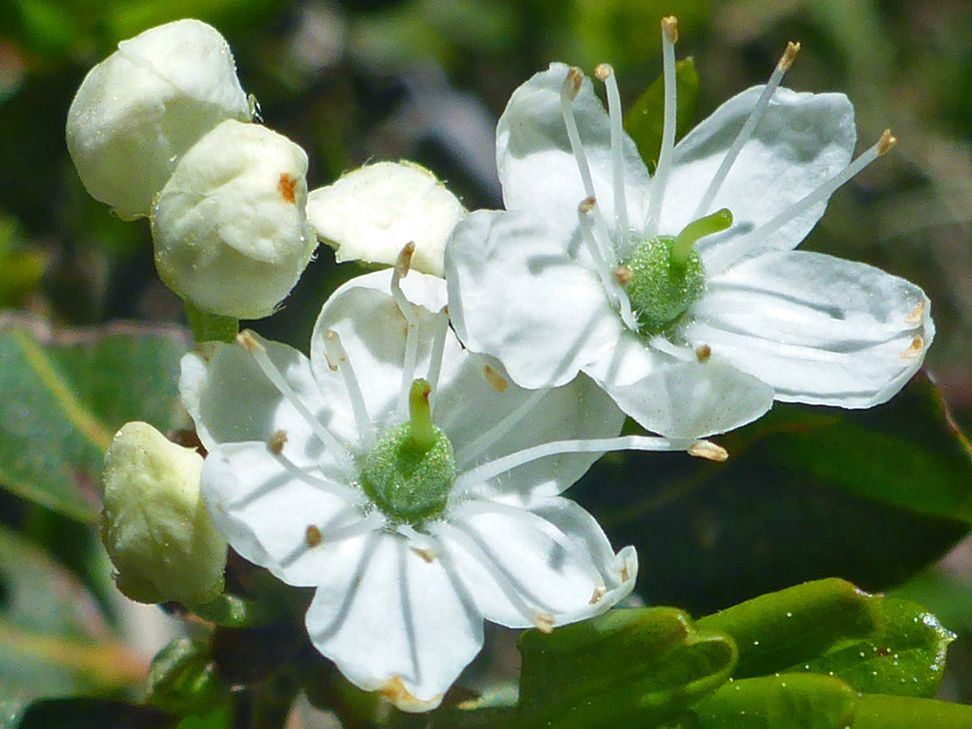 Two white flowers