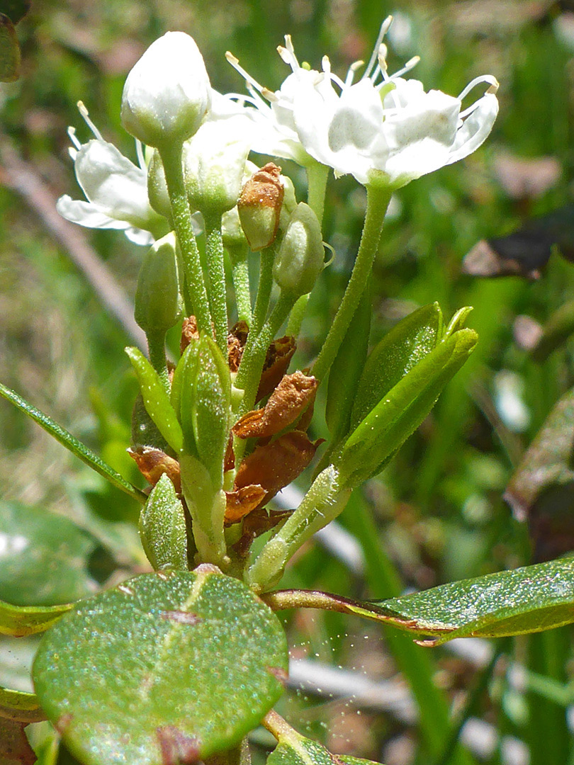 Long-stalked flowers