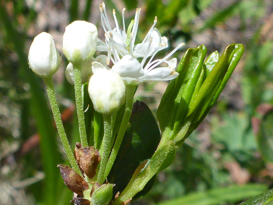 Buds and flowers