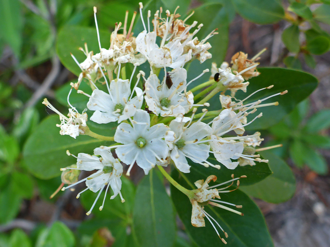 Withering inflorescence