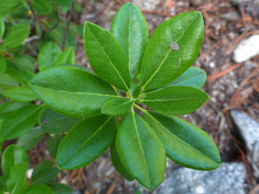 Ovate leaves