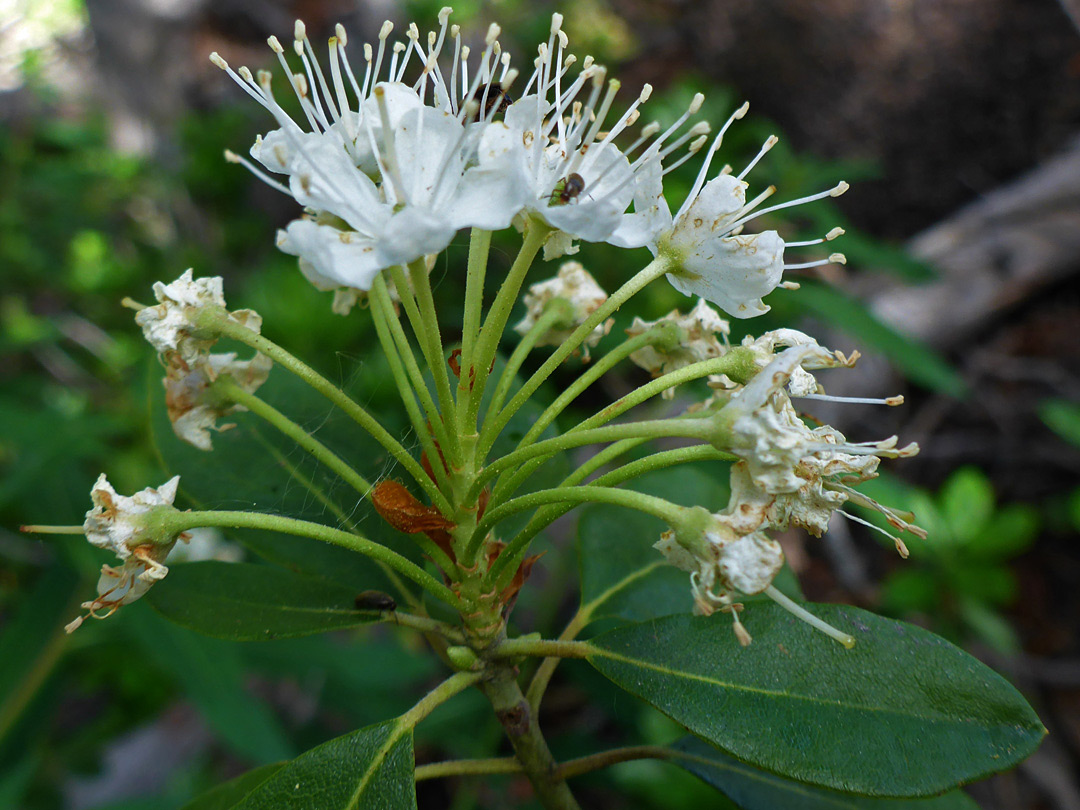 Flowers, pedicels and leaves