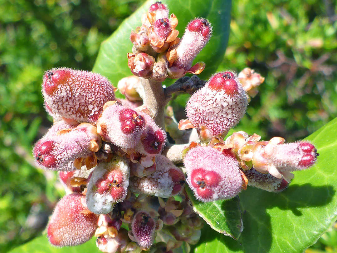 Reddish fruits